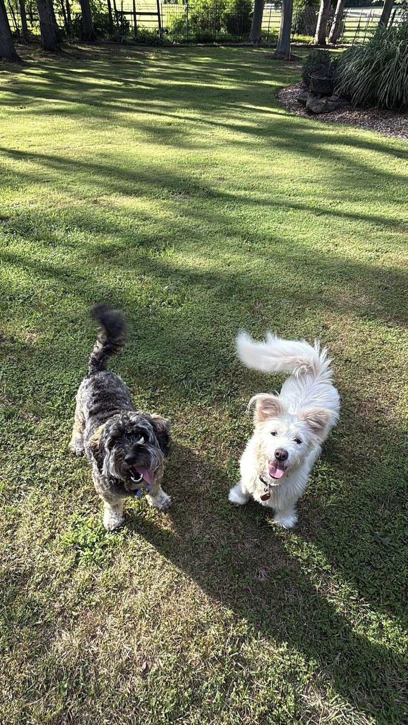 Dogs playing in the fenced garden