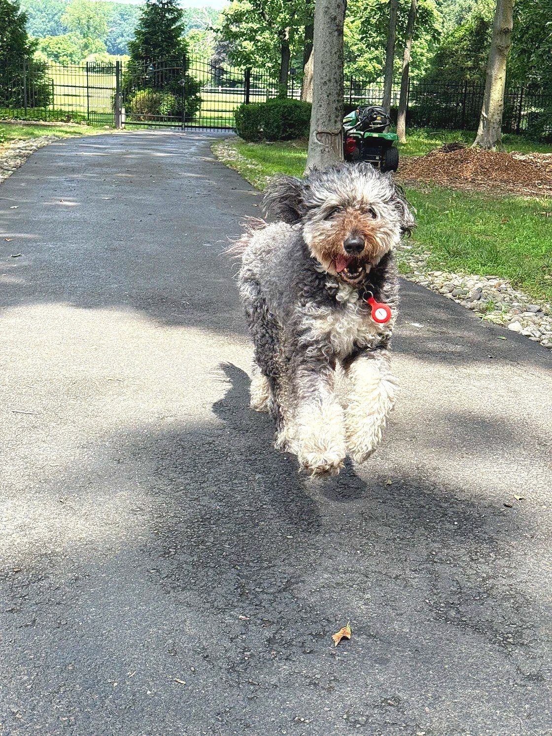 A dog bounding through the open meadow at DogWood House