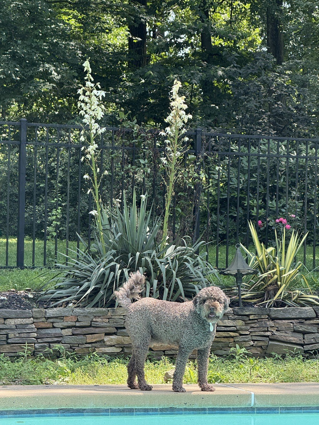 Dogs meeting and playing together